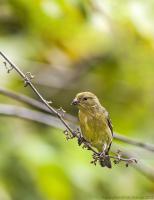 thumb_Palm Tanager